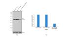 PKM2 Antibody in Western Blot (WB)