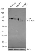 LGR5 Antibody