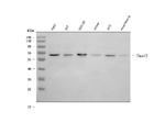 SMAD4 Antibody in Western Blot (WB)