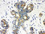 Calbindin D28K Antibody in Immunohistochemistry (Paraffin) (IHC (P))