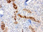 Calbindin D28K Antibody in Immunohistochemistry (Paraffin) (IHC (P))