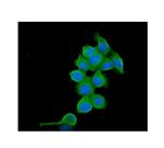 TCP1 Antibody in Immunocytochemistry (ICC/IF)