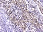 TCP1 Antibody in Immunohistochemistry (Paraffin) (IHC (P))