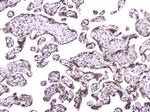 TCP1 Antibody in Immunohistochemistry (Paraffin) (IHC (P))