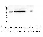 TCP1 Antibody in Western Blot (WB)