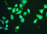 HSPA2 Antibody in Immunocytochemistry (ICC/IF)