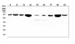 HSPA2 Antibody in Western Blot (WB)