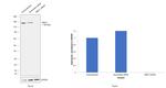 SMC3 Antibody