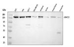 SMC3 Antibody in Western Blot (WB)