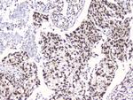 RbAp48 Antibody in Immunohistochemistry (Paraffin) (IHC (P))