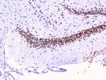 RbAp48 Antibody in Immunohistochemistry (Paraffin) (IHC (P))