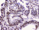 RbAp48 Antibody in Immunohistochemistry (Paraffin) (IHC (P))