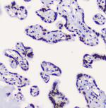 RbAp48 Antibody in Immunohistochemistry (Paraffin) (IHC (P))