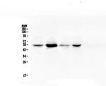 RbAp48 Antibody in Western Blot (WB)