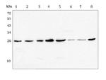 GSTM1 Antibody in Western Blot (WB)