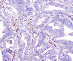 Adenosine Deaminase Antibody in Immunohistochemistry (Paraffin) (IHC (P))