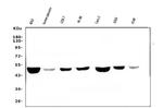 Fumarase Antibody in Western Blot (WB)