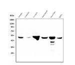 Fumarase Antibody in Western Blot (WB)