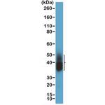 NAPSA Antibody in Western Blot (WB)