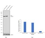 CD71 (Transferrin Receptor) Antibody