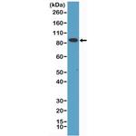 CD71 (Transferrin Receptor) Antibody in Western Blot (WB)