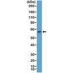 TdT Antibody in Western Blot (WB)