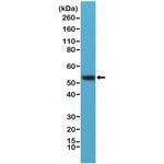 Vimentin Antibody in Western Blot (WB)