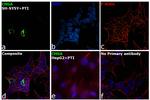 Chromogranin A Antibody in Immunocytochemistry (ICC/IF)