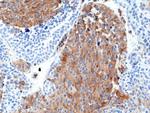 Chromogranin A Antibody in Immunohistochemistry (Paraffin) (IHC (P))