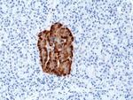 Chromogranin A Antibody in Immunohistochemistry (Paraffin) (IHC (P))