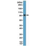 Chromogranin A Antibody in Western Blot (WB)