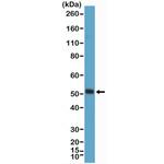 MYOD Antibody in Western Blot (WB)