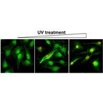 Phospho-gamma-H2AX (Ser139) Antibody in Immunocytochemistry (ICC/IF)