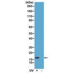 Phospho-gamma-H2AX (Ser139) Antibody in Western Blot (WB)