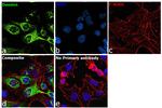 Desmin Antibody in Immunocytochemistry (ICC/IF)