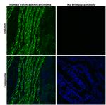 Desmin Antibody in Immunohistochemistry (Paraffin) (IHC (P))