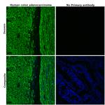 Desmin Antibody in Immunohistochemistry (Paraffin) (IHC (P))