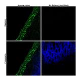 Desmin Antibody in Immunohistochemistry (Paraffin) (IHC (P))