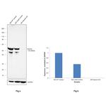 Desmin Antibody in Western Blot (WB)