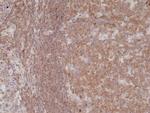 NFkB p50/p105 Antibody in Immunohistochemistry (Paraffin) (IHC (P))