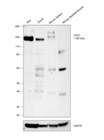 CD21 Antibody in Western Blot (WB)