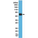 COX2 Antibody in Western Blot (WB)