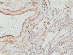 MMP12 Antibody in Immunohistochemistry (Paraffin) (IHC (P))