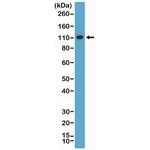 MSH2 Antibody in Western Blot (WB)