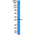 Nkx2.1 Antibody in Western Blot (WB)