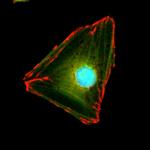 Paxillin Antibody in Immunocytochemistry (ICC/IF)