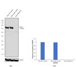 Paxillin Antibody in Western Blot (WB)