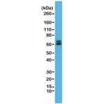 Paxillin Antibody in Western Blot (WB)