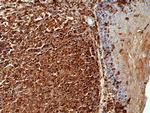 beta Actin Antibody in Immunohistochemistry (Paraffin) (IHC (P))