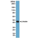 beta Actin Antibody in Western Blot (WB)